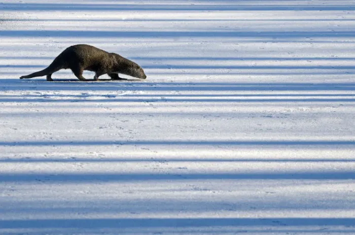 Framed Print : European Otter (Lutra lutra) walking across snow while sniffing the ground. The Netherlands Framed Print : European Otter (Lutra lutra) walking across snow while sniffing the ground. The Netherlands