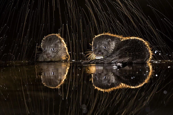 European otters (Lutra lutra) feeding at water?s edge with splashing water, Kiskunsagi