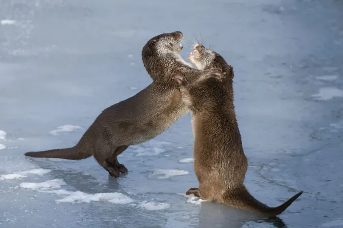 Framed Print : European otters (Lutra lutra) play fighting in the snow. Captive, Germany Framed Print : European otters (Lutra lutra) play fighting in the snow. Captive, Germany