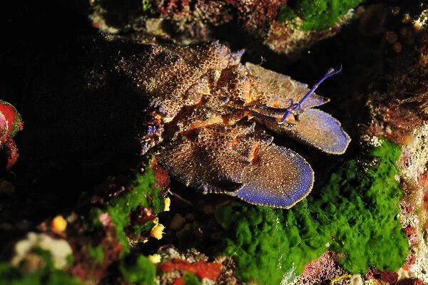 European paddle nosed  /  Spanish lobster (Scyllarides latus) Malta, Mediteranean, May 2009