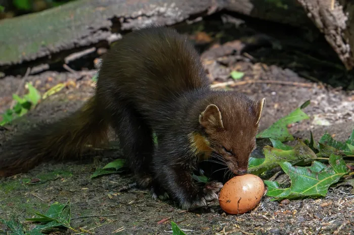 Framed Print : European pine marten (Martes martes) eating stolen chicken egg, Germany. June. Captive Framed Print : European pine marten (Martes martes) eating stolen chicken egg, Germany. June. Captive