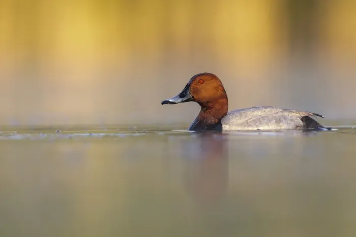 Framed Print : European pochard (Aythya ferina) drake male on a misty morning, Valkenhorst Nature Reserve Framed Print : European pochard (Aythya ferina) drake male on a misty morning, Valkenhorst Nature Reserve