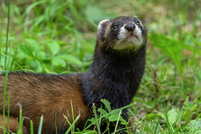 Framed Print : European polecat (Mustela putorius) portrait, Germany. June. Captive Framed Print : European polecat (Mustela putorius) portrait, Germany. June. Captive