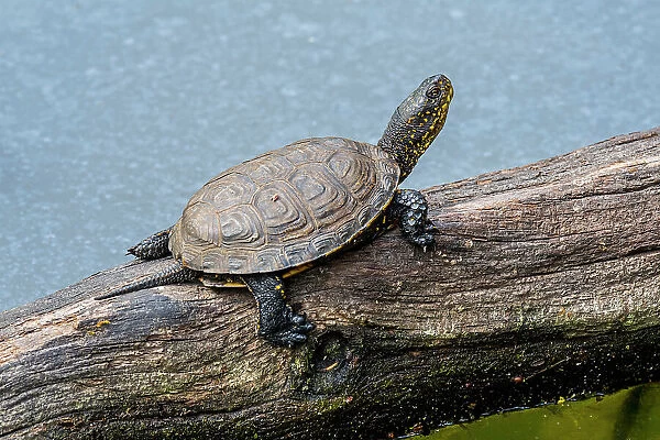 European pond turtle (Emys orbicularis) basking in the sun on fallen tree trunk in pond, France. April