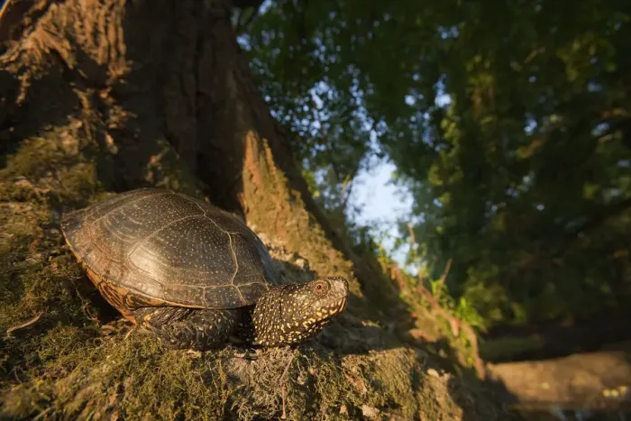 Framed Print : European pond turtle (Emys orbicularis) at base of tree, Gornje Podunavlje Special Nature Reserve Framed Print : European pond turtle (Emys orbicularis) at base of tree, Gornje Podunavlje Special Nature Reserve