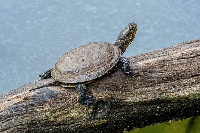Framed Print : European pond turtle (Emys orbicularis) basking in the sun on fallen tree trunk in pond, France. April Framed Print : European pond turtle (Emys orbicularis) basking in the sun on fallen tree trunk in pond, France. April