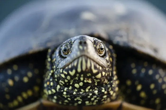 Framed Print : European pond turtle (Emys orbicularis) portrait, Gornje Podunavlje Special Nature Reserve