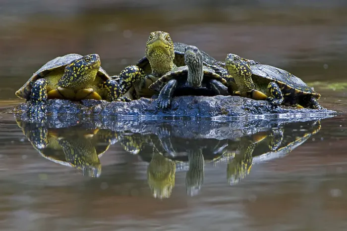 Framed Print : Three European pond turtles (Emys orbicularis) and a Balkan terrapin (Mauremys rivulata) Framed Print : Three European pond turtles (Emys orbicularis) and a Balkan terrapin (Mauremys rivulata)