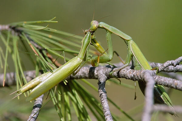 European praying mantis female eats male after mating