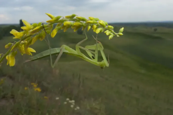 Framed Print : European praying mantis (Mantis religiosa) on flower, Thousand Hills region, North West Moldova Framed Print : European praying mantis (Mantis religiosa) on flower, Thousand Hills region, North West Moldova