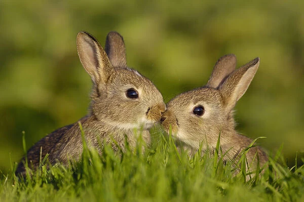 European rabbit (Oryctolagus cuniculus) two young rabbits, or kittens, touch noses