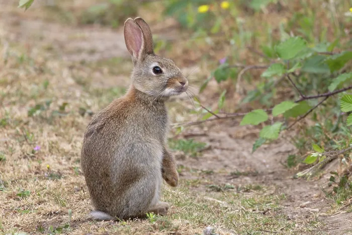 Framed Print : European rabbit (Oryctolagus cuniculus) sitting alert, Norwich, Norfolk, England, UK. June