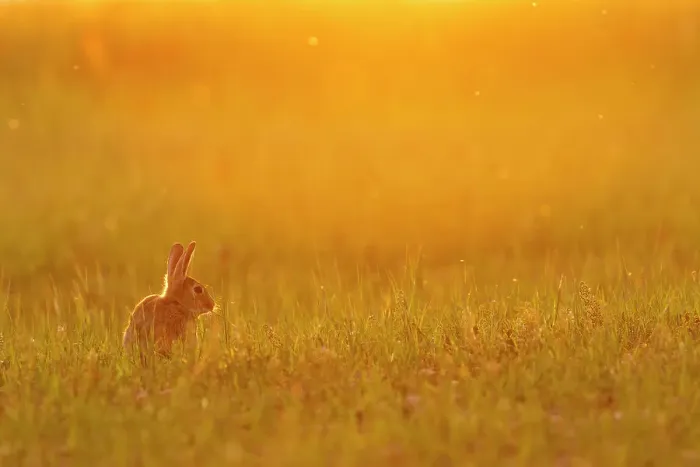 Framed Print : European rabbit (Oryctolagus cuniculus) in steppe habitat. Alfaro, La Rioja, Ebro Valley, Spain. Endangered species Framed Print : European rabbit (Oryctolagus cuniculus) in steppe habitat. Alfaro, La Rioja, Ebro Valley, Spain. Endangered species