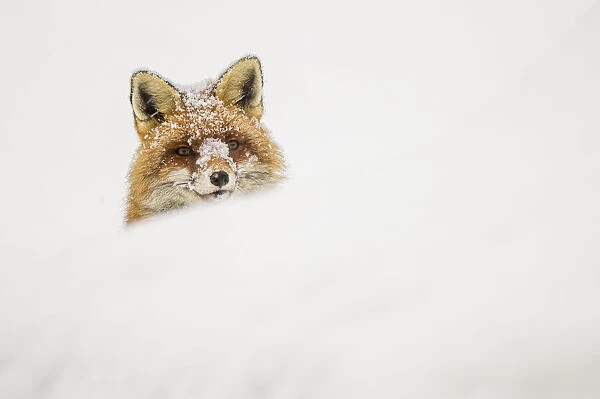 European red fox (Vulpes vulpes) peeking out of a snow bank