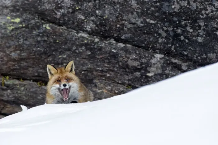 Framed Print : European red fox (Vulpes vulpes crucigera) in deep snow in front of steep rocks Framed Print : European red fox (Vulpes vulpes crucigera) in deep snow in front of steep rocks