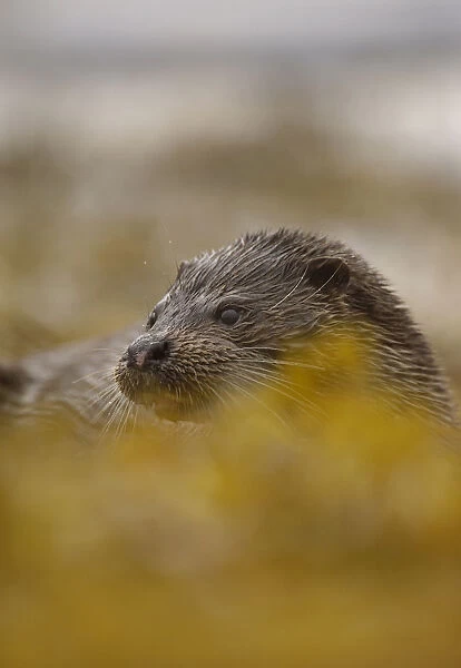 European river otter (Lutra lutra) partially concealed by seaweed, Isle of Mull, Scotland