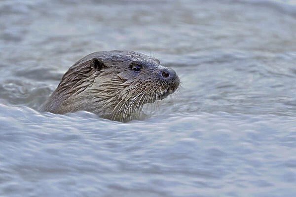 European river otter (Lutra lutra) in fast flowing water, Dorset, UK, December