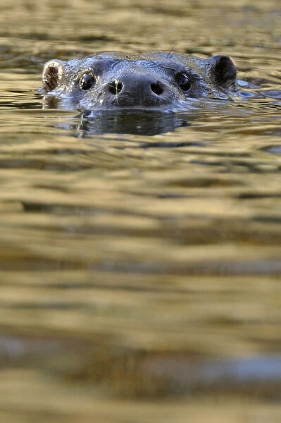 European river otter (Lutra lutra) swimming with head just above water, in river