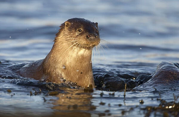 European river otter (Lutra lutra) swimming in shallow water, Isle of Mull, Inner Hebrides