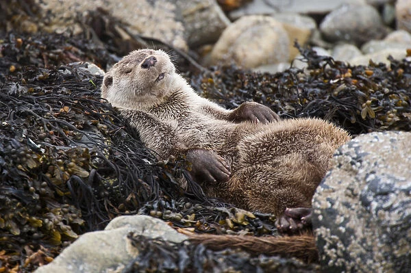 European river otter (Lutra lutra) sleeping on rocky shore, Shetland, Scotland, UK, July
