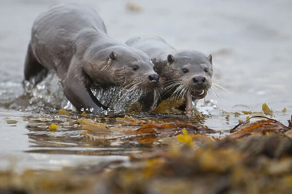 European river otter (Lutra lutra) female coming ashore with fish for cub, Shetland
