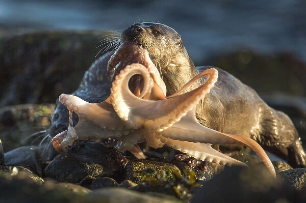 European river otter (Lutra lutra) female bringing octopus ashore for cub, Shetland