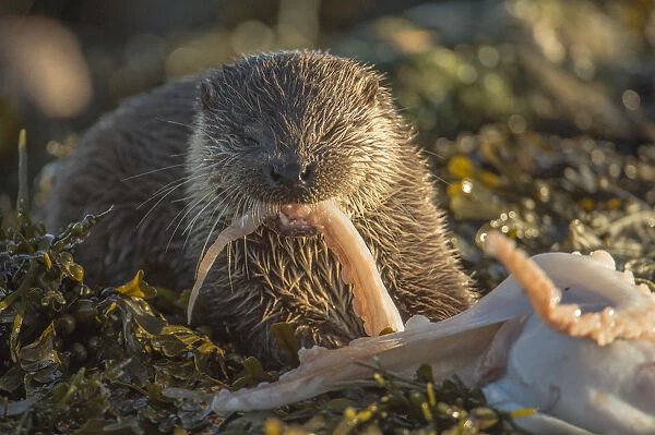 European river otter (Lutra lutra) cub aged five months feeding on octopus, Shetland