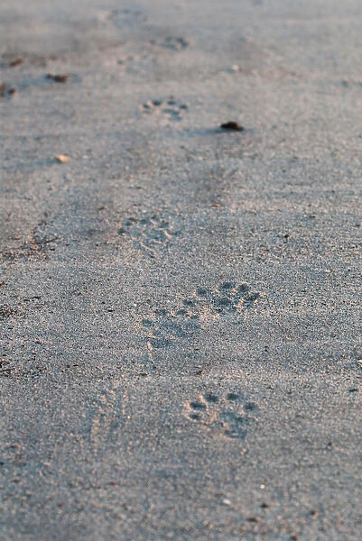 European river otter (Lutra lutra) footprints in the sand, Shetland, Scotland, UK, February
