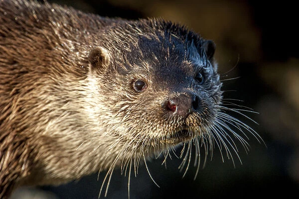 European river otter (Lutra lutra) close up portrait, Shetland, Scotland, UK, February