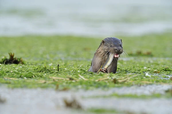 European river otter (Lutra lutra) feeding on eel in estuary of River Tweed, Northumberland