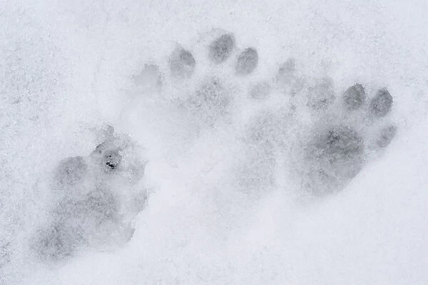 European river otter (Lutra lutra) tracks in snow by the River Tweed, Scotland, February