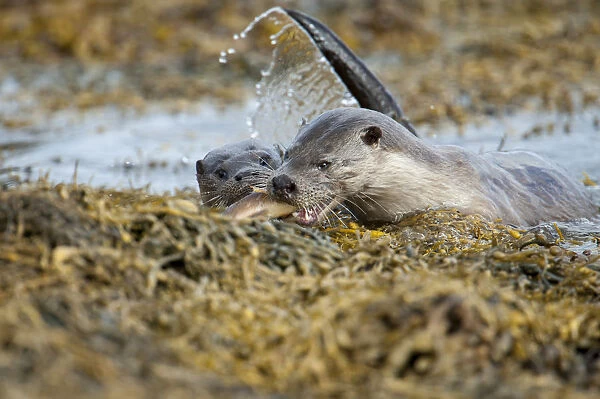 European river otter (Lutra lutra) female bringing a wrasse ashore for her cub, Shetland
