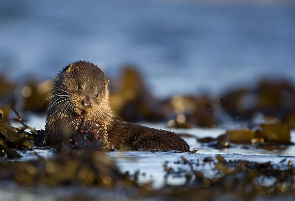 European river otter (Lutra lutra) eating fish on seaweed, Isle of Mull, Inner Hebrides