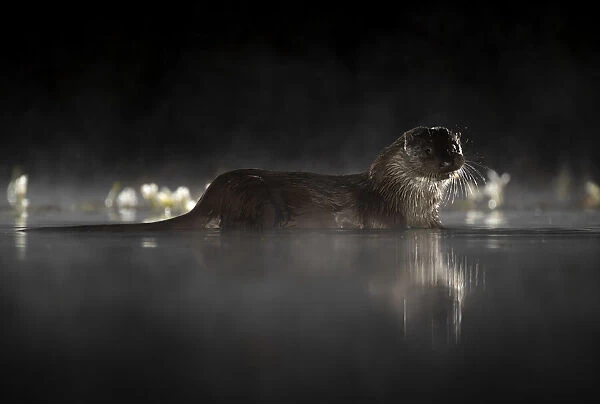 European river otter (Lutra lutra) in mist reflected in water at night