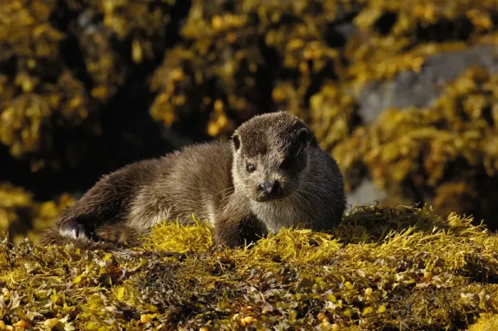 Framed Print : European river otter (Lutra lutra) adult resting on seaweed, Isle of Mull, Scotland, UK