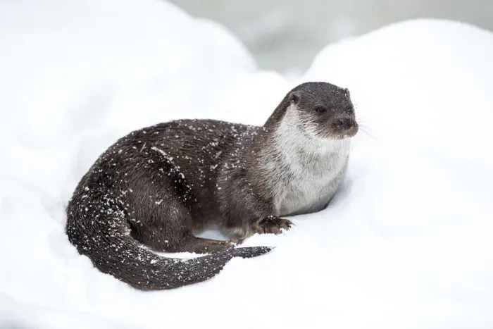 Framed Print : European river otter (Lutra lutra) Bavarian Forest National Park, Germany, January Framed Print : European river otter (Lutra lutra) Bavarian Forest National Park, Germany, January