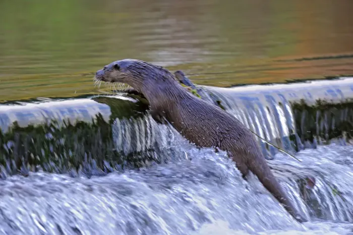 Framed Print : European river otter (Lutra lutra) climbing to the top of a weir, river, Dorset, UK