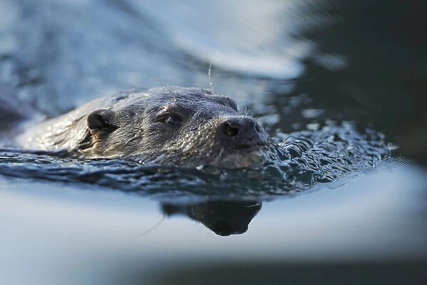 European river otter (Lutra lutra) close up of head, swimming, North Atlantic, Flatanger