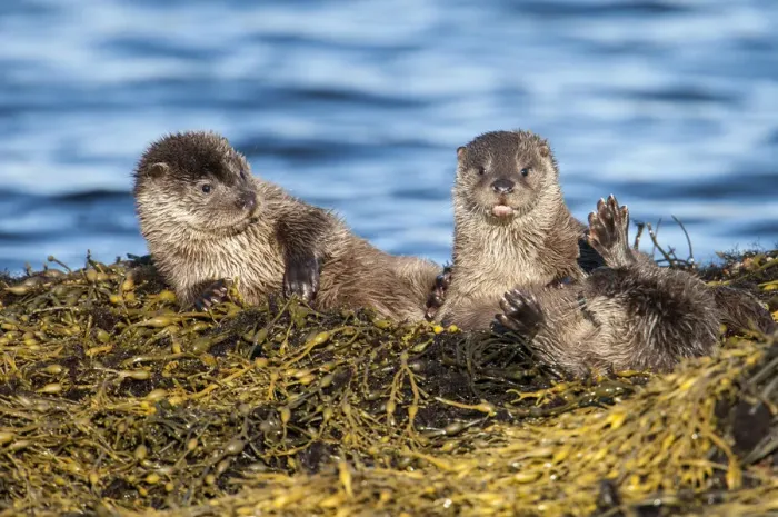 Framed Print : European river otter (Lutra lutra) cubs aged four months play fighting on Knotted wrack seaweed Framed Print : European river otter (Lutra lutra) cubs aged four months play fighting on Knotted wrack seaweed