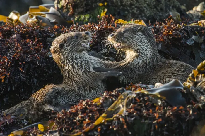 Framed Print : European river otter (Lutra lutra) cubs play fighting, Shetland, Scotland, UK, May Framed Print : European river otter (Lutra lutra) cubs play fighting, Shetland, Scotland, UK, May