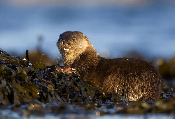 European river otter (Lutra lutra) eating fish, resting on seaweed, Isle of Mull