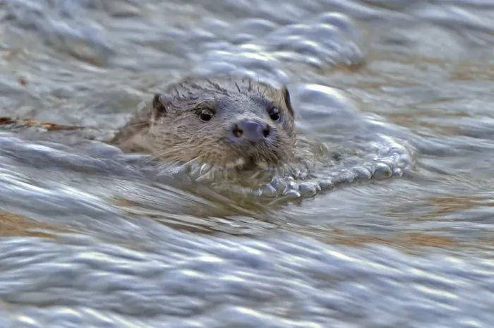 Framed Print : European river otter (Lutra lutra) in fast flowing river, Dorset, UK, December Framed Print : European river otter (Lutra lutra) in fast flowing river, Dorset, UK, December