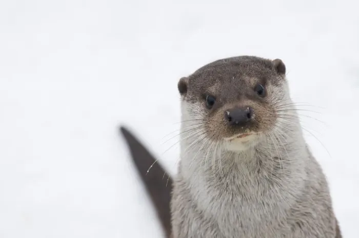 Framed Print : European river otter (Lutra lutra) head portrait against snow, Netherlands, captive Framed Print : European river otter (Lutra lutra) head portrait against snow, Netherlands, captive