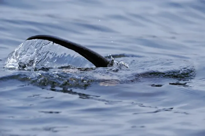Framed Print : European river otter (Lutra lutra) hunting in sea, tail above water, Ardnamurchan Framed Print : European river otter (Lutra lutra) hunting in sea, tail above water, Ardnamurchan