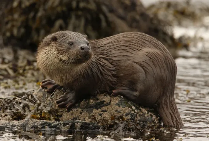 Framed Print : European river otter {Lutra lutra} male on coast, Shetland Islands, Scotland, UK Framed Print : European river otter {Lutra lutra} male on coast, Shetland Islands, Scotland, UK