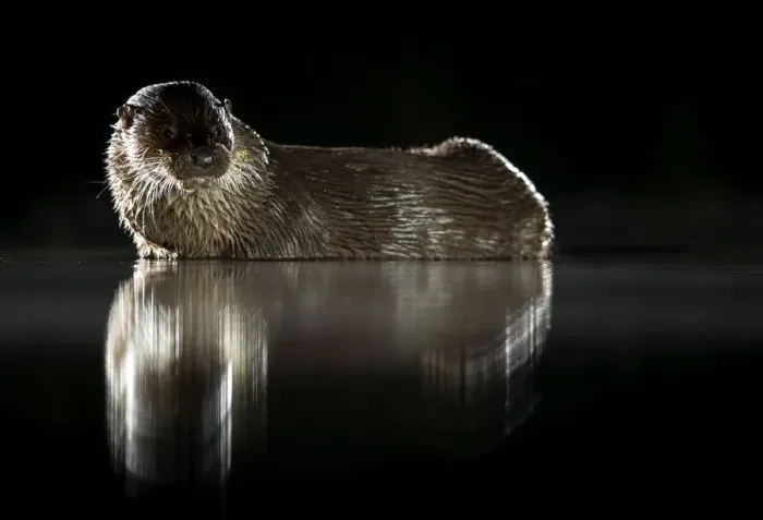 Framed Print : European river otter (Lutra lutra) reflected in water at night. Lincolnshire, England, UK Framed Print : European river otter (Lutra lutra) reflected in water at night. Lincolnshire, England, UK