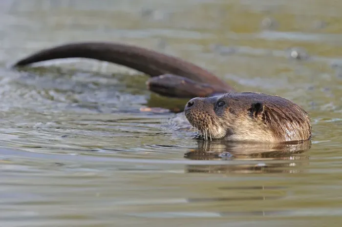 Framed Print : European river otter (Lutra lutra) in river, Dorset, UK, November