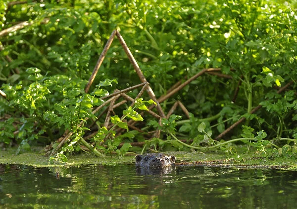 European river otter (Lutra lutra) on river, Dorset, UK, Noveber