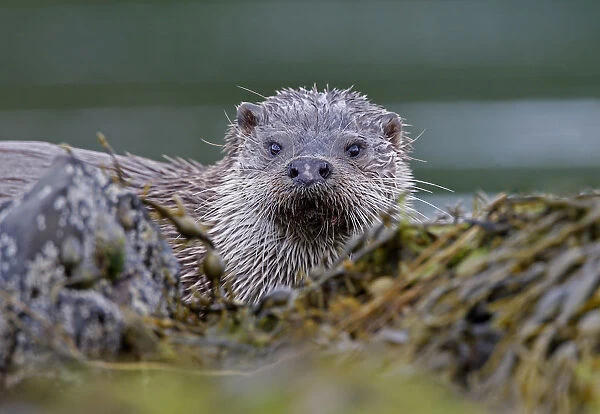 European river otter {Lutra lutra} among seaweed, Isle of Mull, Inner Hebrides, Scotland