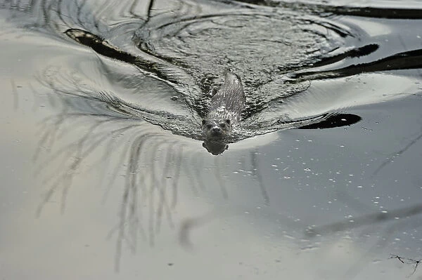 European river otter (Lutra lutra) swimming, Dorset, UK, May